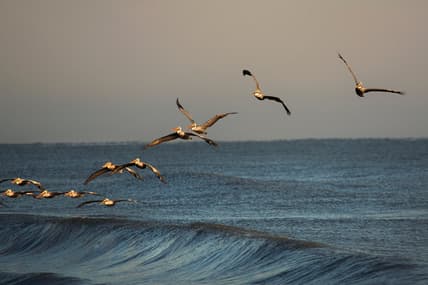 Sandbridge beach, theGrio.com