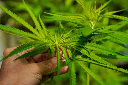 4/20, cannabis, cbd, Black-owned cannabis brands, Black-owned weed brands, Cannabis wellness, Black health and wellness, theGrio.com