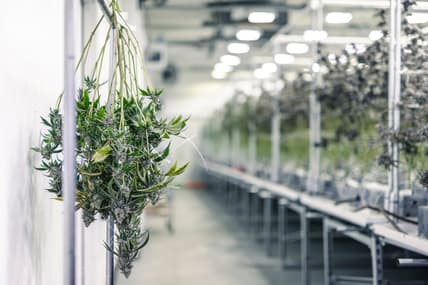 Florida medical marijuana industry