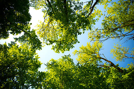 Trees and sky thegrio.com