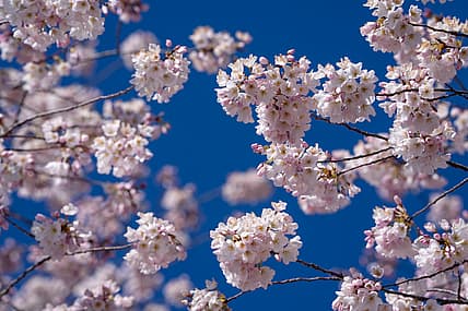 first day of spring, equinox, thegrio.com