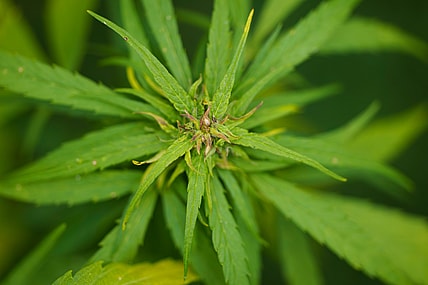 Lincolnshire Hemp Farm Taps Into Growing CBD Oil Market