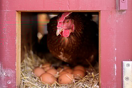 bird flu, egg prices, why are eggs so expensive? bird flu vaccines theGrio.com