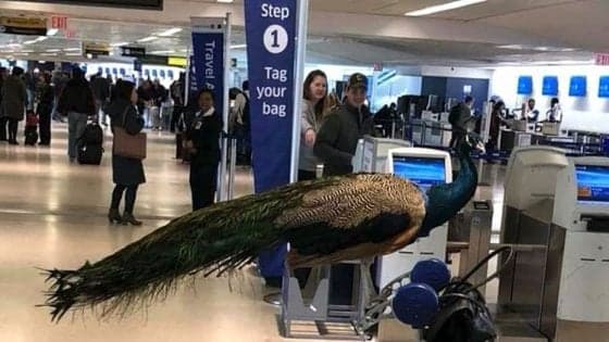 peacock plane thegrio.com