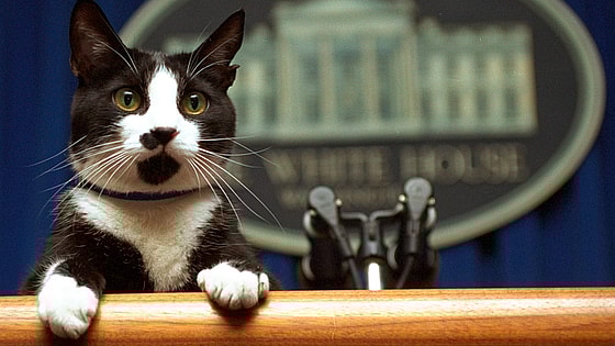 Cat, Kamala Harris, 2024 election, theGrio.com