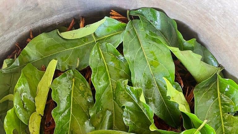Ayahuasca, plant medicine, La Vida Divine Healing Institute, Jada Pinkett Smith, Will Smith, Jaden Smith, WIllow Smith, Trey Smith, theGrio.com