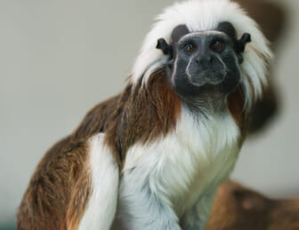 cotton-top tamarin monkey thegrio.com