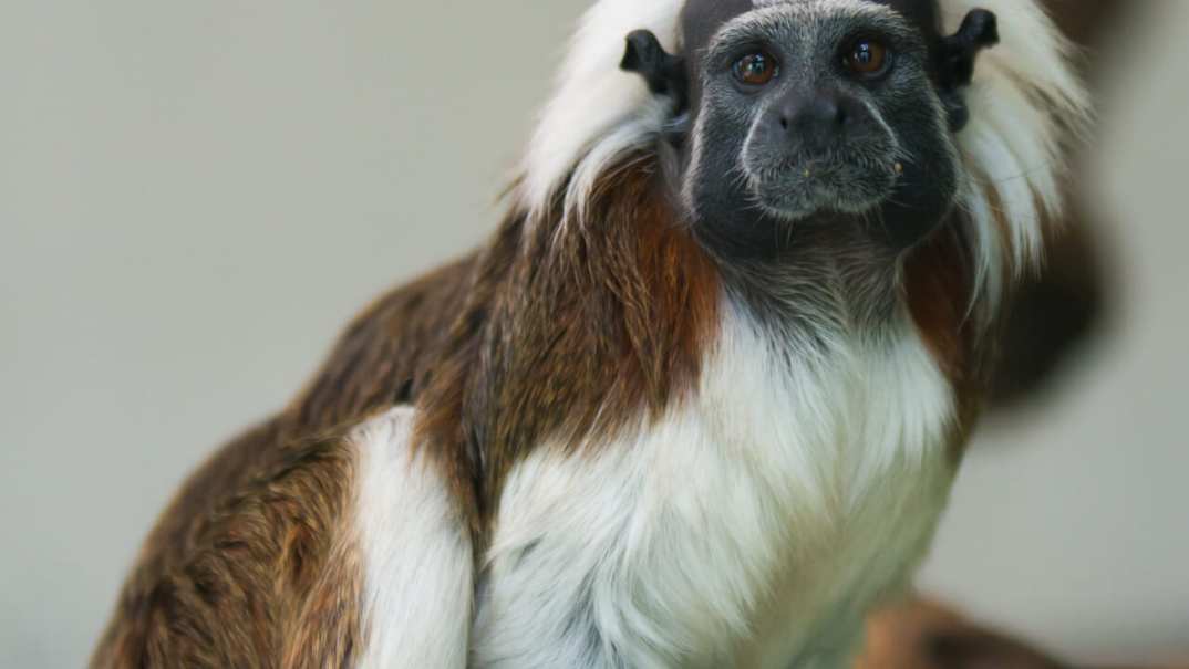 cotton-top tamarin monkey thegrio.com