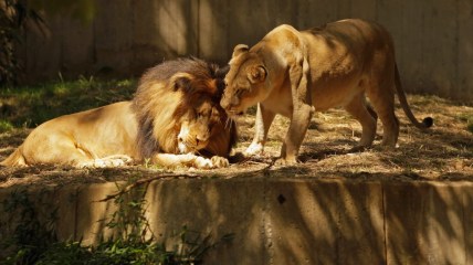 Lion's Dens Zoo_thegrio