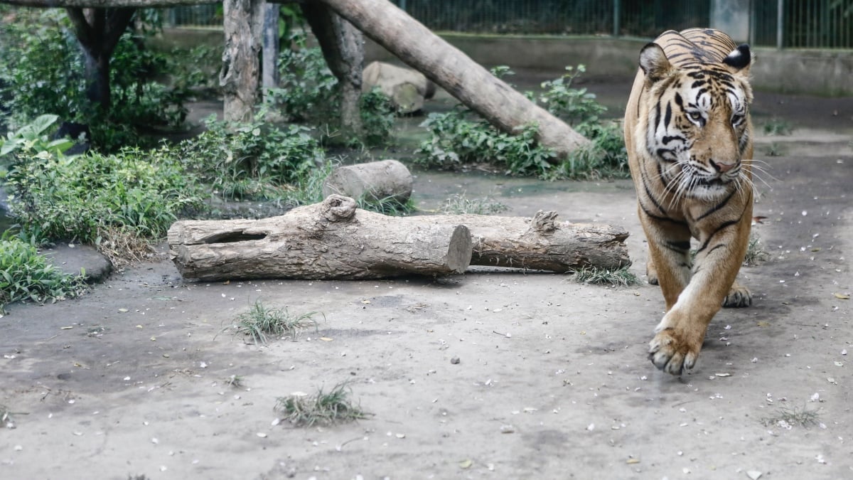 RIP Ming, A Legendary NYC Apartment Tiger - Gothamist