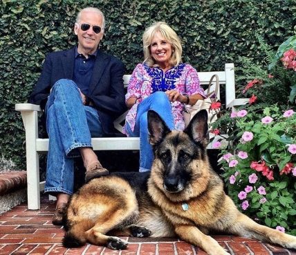 Biden twists ankle while playing with his dog Major