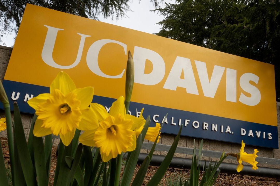 UC Davis offers 75 for students to stay on campus for spring break