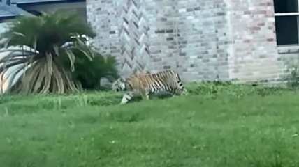 Man on bail for murder arrested after pet tiger escapes Houston home