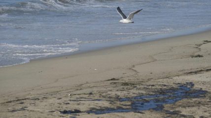 Major oil spill off Southern California fouls beaches