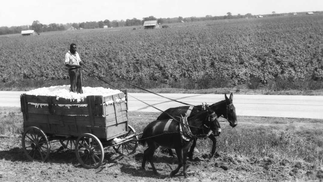 African-American farmer