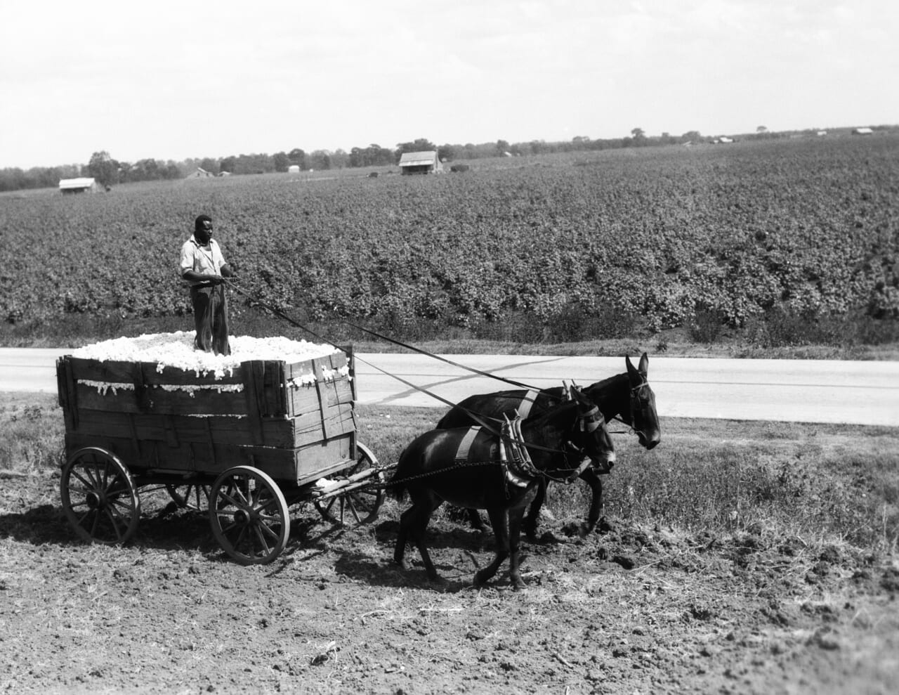 African-American farmer