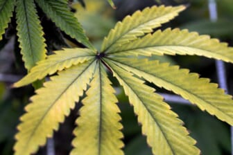 Delaware governor says he won’t block marijuana legalization