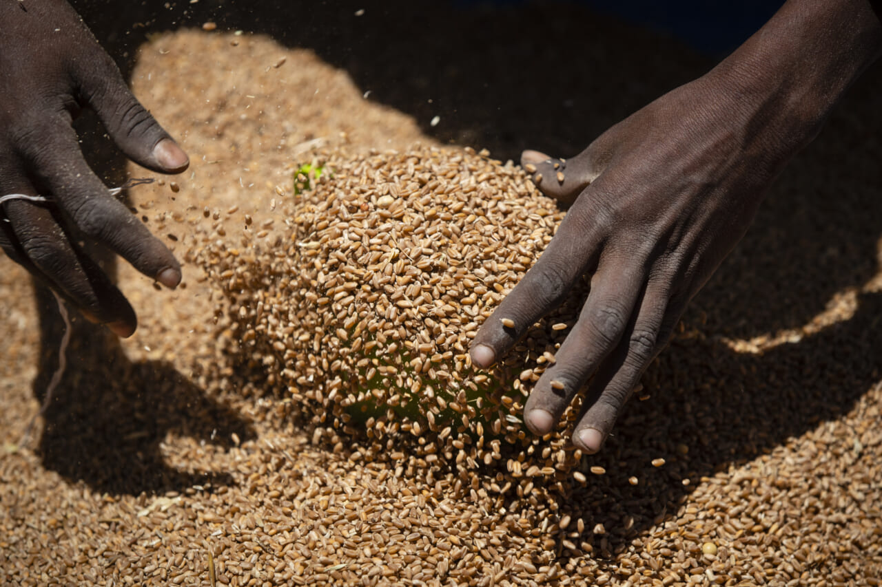 An Ethiopian woman scoops up portions of wheat