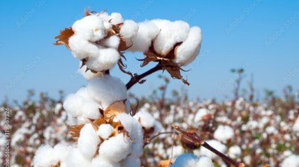 Black mom sues L.A. school district over cotton-picking project in elementary school