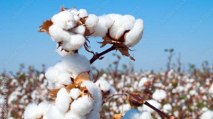 cotton picking project