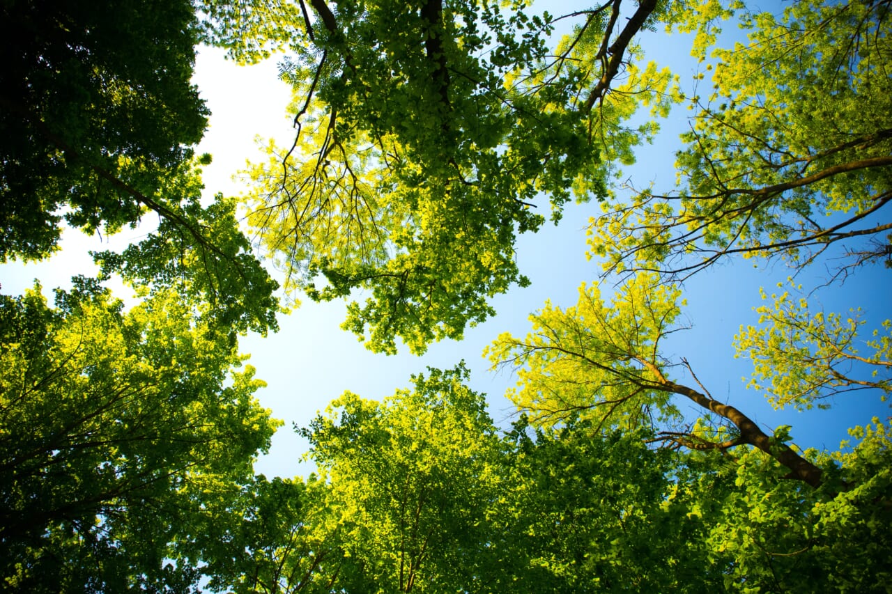 Trees and sky thegrio.com