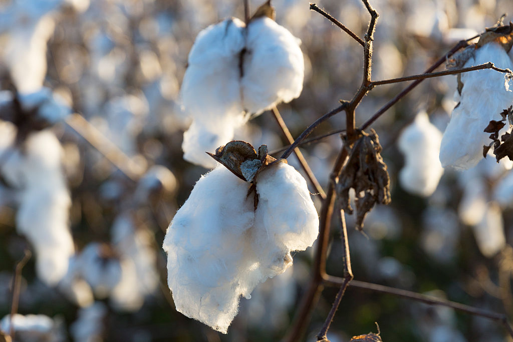 African-American herbalism, thegrio.com, cotton