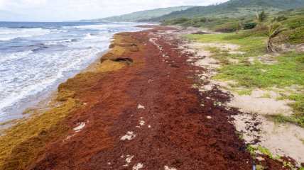 Record amount of seaweed choking shores, fish and tourism in the Caribbean