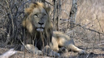 From Kenya to the Serengeti to Kruger National Park, African lions and elephants under severe climate threat