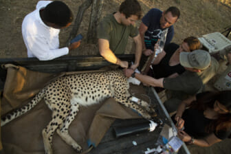 South Africa is flying cheetahs to parks in India, Mozambique to aid repopulation effort