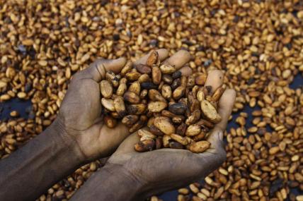 Advocates sue federal government for failing to ban imports of cocoa harvested by children