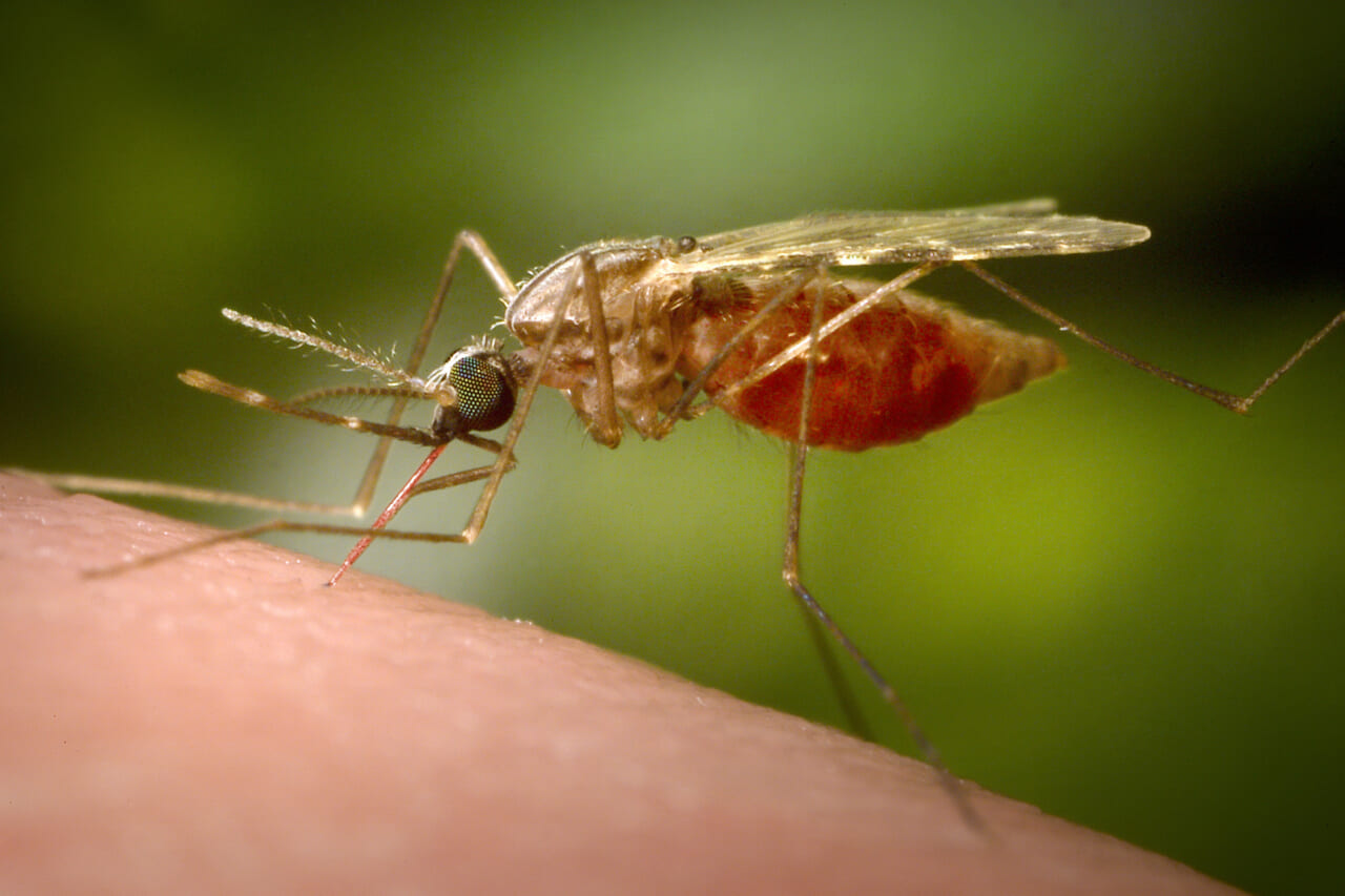 Antibody treatment tested as new tool against malaria