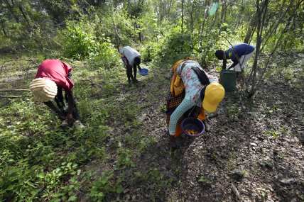In Zimbabwe’s rainy season, women forage for wild mushrooms