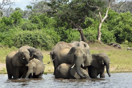 In Africa’s Okavango, oil drilling disrupts locals, nature