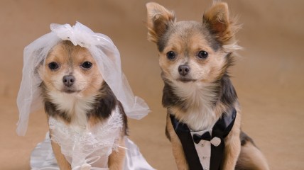 Pets in your wedding? Here’re the dos and don’ts
