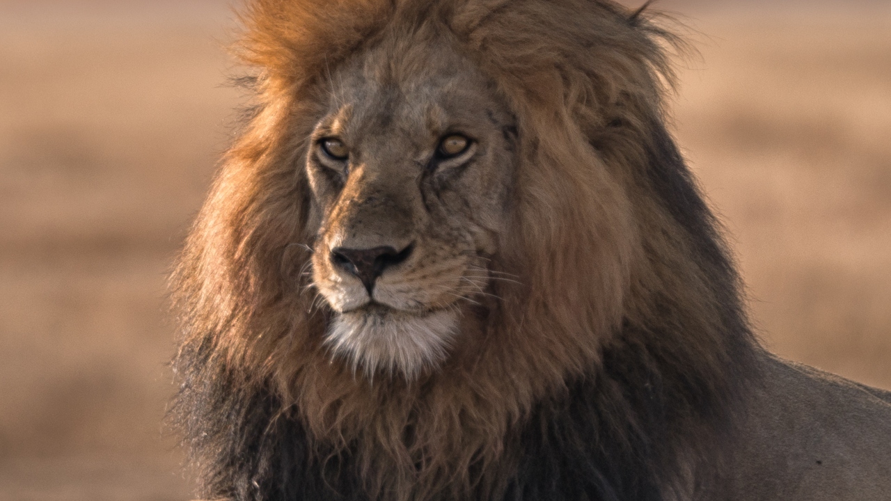 Loonkiito, one of Kenya’s oldest lions, killed by herders