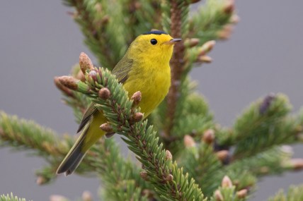 Bird names will no longer honor racists, and it’s about time