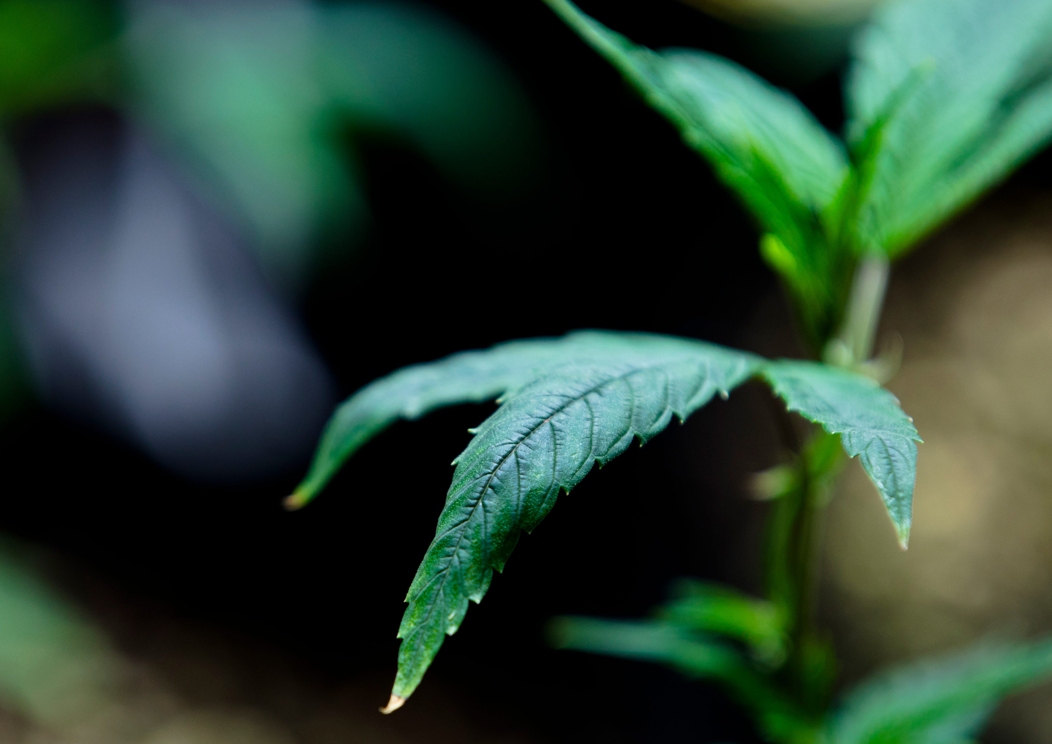 Ohio voters approve ballot proposal legalizing recreational marijuana use