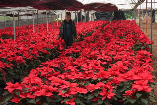Poinsettias, named after a slaveholder, is undergoing a rebranding, including the name ‘cuetaxochitl’