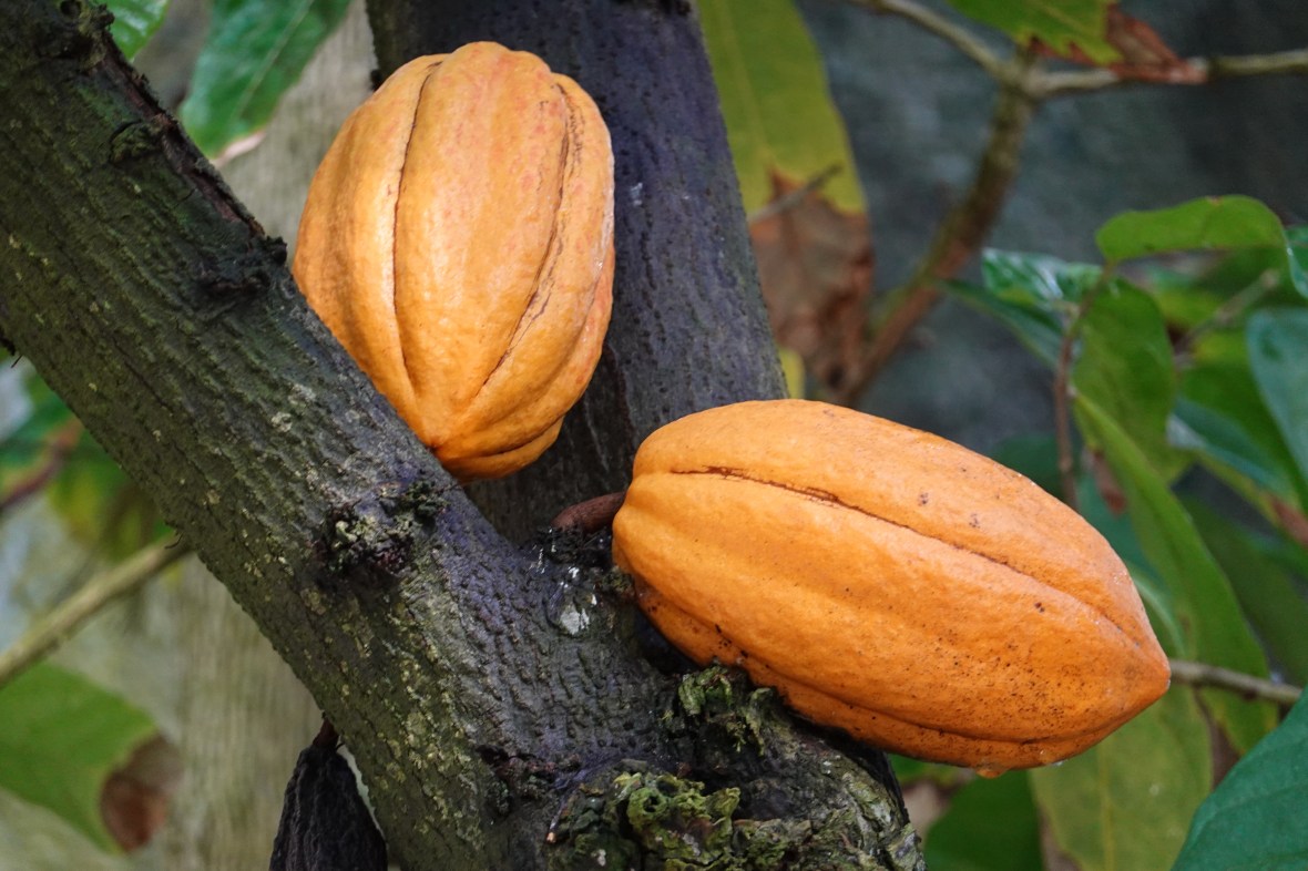 cocoa tree, theGrio.com