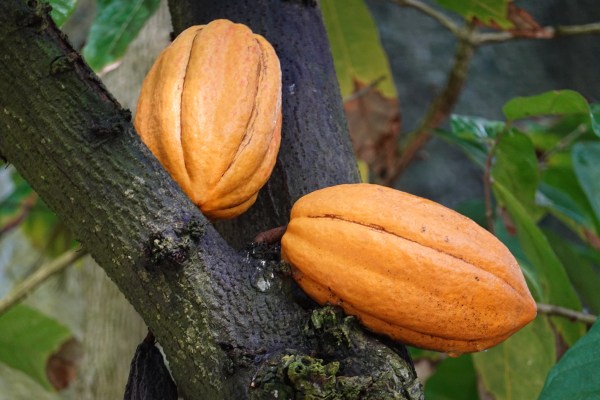 Cocoa grown illegally in a Nigerian rainforest heads to companies that supply major chocolate makers