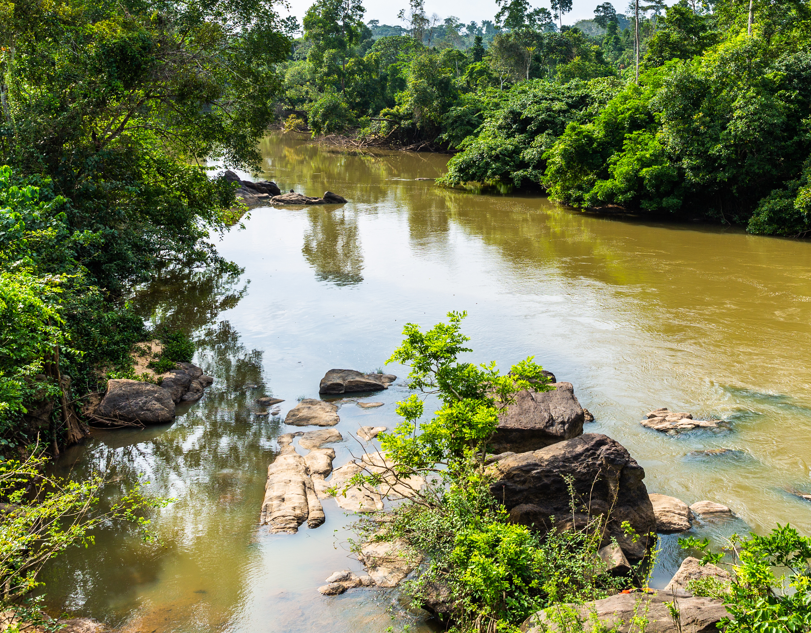 Cocoa Grown Illegally In A Nigerian Rainforest Heads To Companies That ...