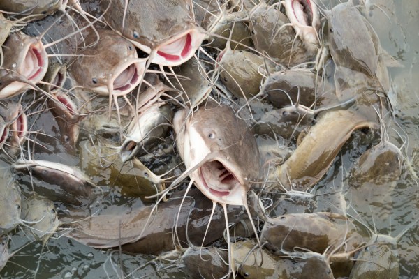 Catfish farms settle after Black locals allege Mexicans paid more; similar suit said white Africans also paid better